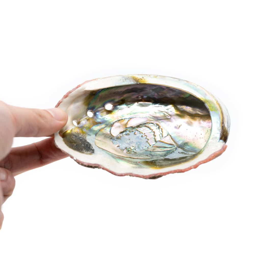 Abalone Schelp – Groot – 90 tot 100 mm