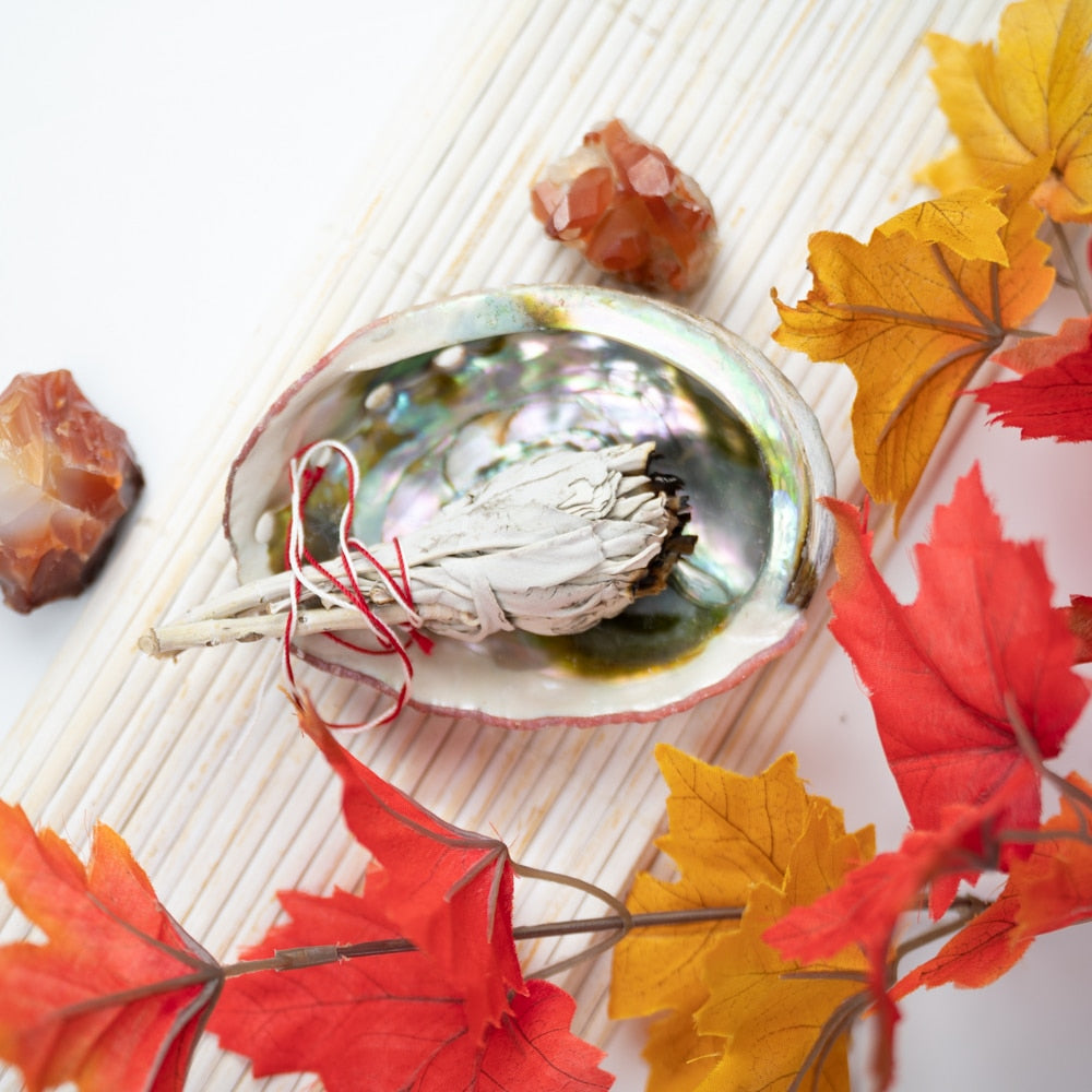 Abalone Schelp – Groot – 90 tot 100 mm