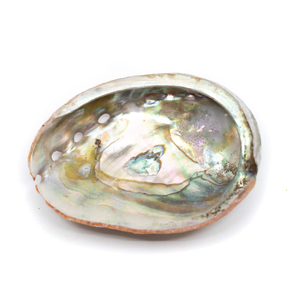 Abalone Schelp – Klein – 50 tot 70 mm