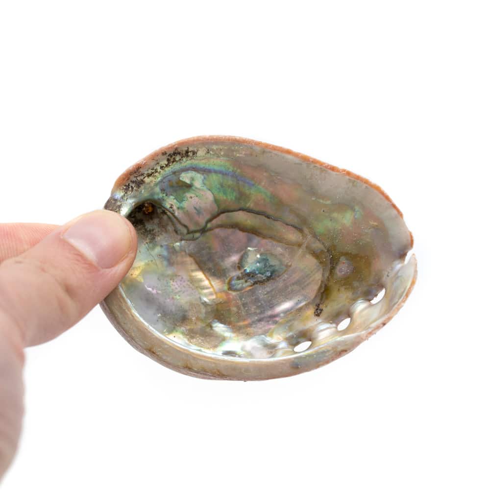Abalone Schelp – Klein – 50 tot 70 mm