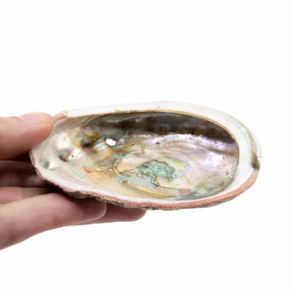 Abalone Schelp – Medium – 70 tot 90 mm