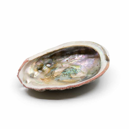 Abalone Schelp – Medium – 70 tot 90 mm